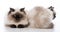 two ragdoll cats on white background