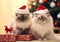 Two ragdoll cute kittens cats with santa hat on christmas tree room background with presents.Macro.AI Generative