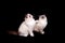 Two ragdoll kittens on black