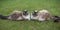 Two Ragdoll Seal Lynx Tabby Cats Sitting Together On A Grass Lawn.