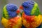 Two Rainbow Lorikeets