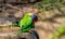 Two rainbow lorikeets preening at the edge of the bird bath