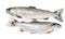 Two rainbow trout isolated