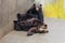 Two raised Brown Bear sleep on the concrete ground in animal area at Noboribetsu Bear Park in Hokkaido, Japan