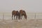 Two ranch horses grazing during a snow squall