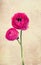 Two ranunculus flowers on vintage background