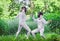 Two rapier fencer women fighting over beautiful nature
