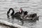 Two rare black swans on a tranquil lake, photo in black and white (exception unique red beak)