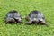 Two rare terrestrial turtles in a garden