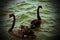 Two rare wild black swans on a calm and tranquil lake with a vignette effect