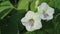 Two rare wild white flowers and bud close up