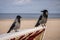 Two ravens sitting on a beach chair in Ahlbeck, Mecklenburg-Western Pomerania, Germany