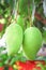 Two raw mango hanging on tree , nature tropical fruit