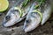 Two raw seabass with lime and rosemary close up