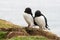 Two Razorbills- Alca torda - together