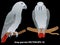 Two realistic african gray parrots jaco on branches