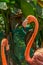 Two red American flamingos Phoenicopterus rober on the background of thickets. It is also known as the Caribbean, Chilean or