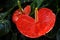 Two Red Anthurium flowering plant