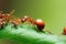 Two red ants sitting on leaf on green background.