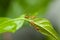 Two red ants walking on green leaf