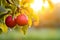 Two red apples with droplets dangle from branch in blurred fertile farm orchard at sunrise. Generative AI.
