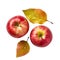 Two red apples. Generative ai