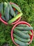 Two red baskets full of cucumbers