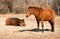 Two red bay horses asleep in winter pasture