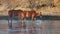 Two red bay wild horses splashing while walking in the Salt River in the southwest United States