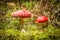 Two red beautiful agaric mushrooms, Amanita muscaria.