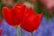 Two red beautiful Dutch tulips seen in the Keukenhof Park, Holland - blurry background