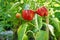 Two Red Bell Peppers Ripening on the Plant.