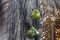 Two Red-bellied Macaws, San Jose do Rio Claro, Mato Grosso, Brazil