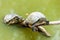 Two Red-bellied turtle in a pond