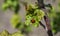 Two red and black ladybugs on green leaf of currant plant