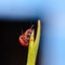 Two red bloody nosed beetle
