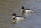 Two red-breasted mergansers are swimming