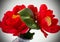 Two Red Camellias