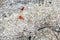 Two red Cardinals sit in a snowy rosebush.