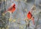 Two red Cardinals sits on a branch.