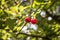 Two red cherries hanging on a tree, surrounded by the green leaves of a cherry tree, during a sunny spring afternoon