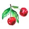 Two red cherry illustration.