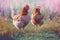 Two red chickens walking in the grass on a farm. Close-up