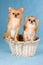 Two red chihuahua dogs in a basket