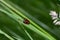 Two red cicadas on a plant