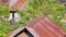 Two red collared doves perching on barn roof