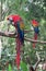 Two red colored Ara Parrots