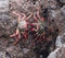 Two red crabs on stone