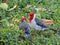 Two Red-crested cardinals on the ground in grass fighting, squawking at each other, detail macro