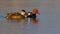 Two red-crested pochards swimming on water surface illuminated by morning sun